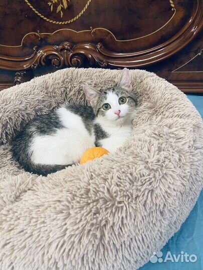 Котенок в добрые руки