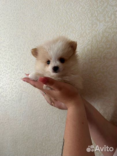 Щенки шпица померанские