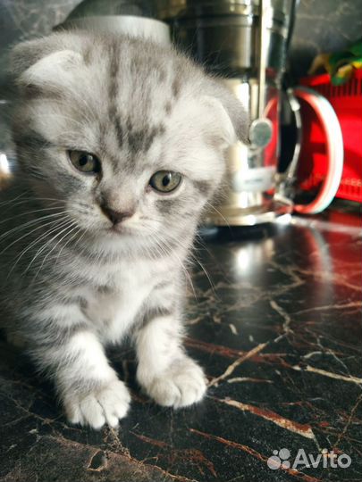 Британские котята
