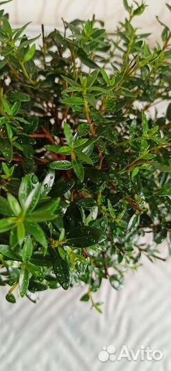 Миртовое дерево Мирт