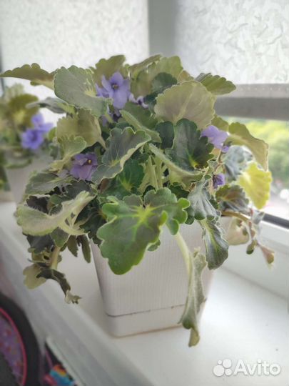 Фиалки цветущие в горшке