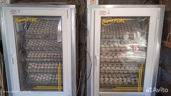 Утята, индюшата, гусята, цыплята,гусята