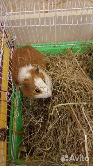 Морская свинка