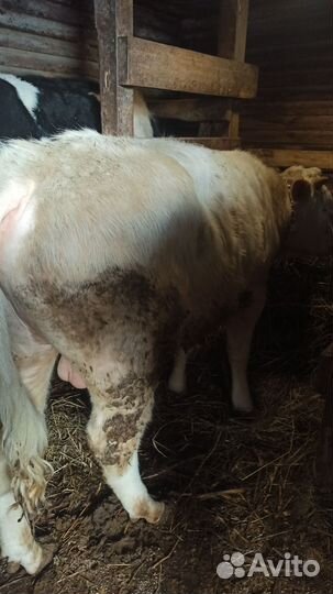 Телята бычки