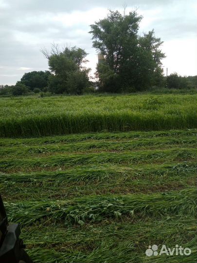 Сено суданка