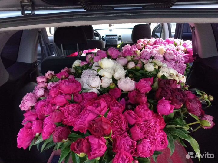 Пионы, букет, срезка, сезонные цветы