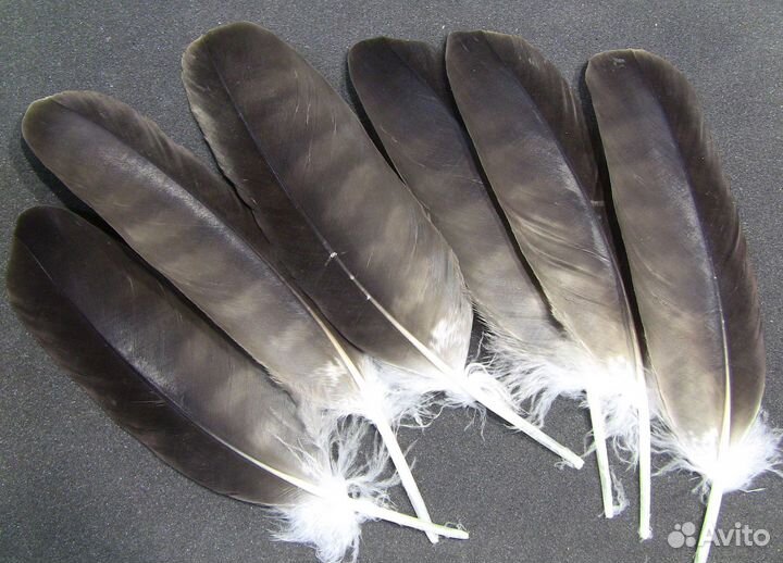 Перья орла для творчества