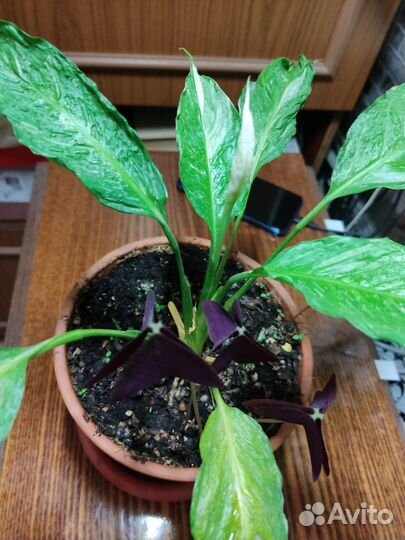 Мурайя,Замиокулькас черный,Спатифиллум Gemini и др