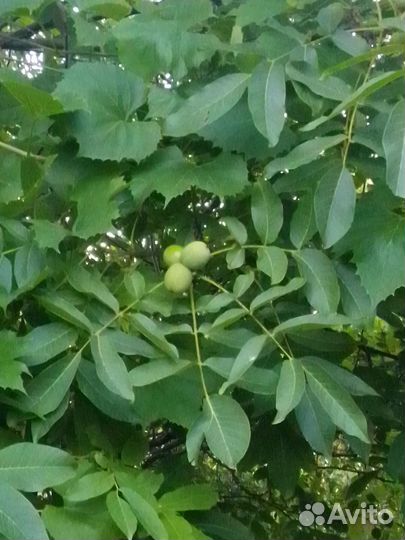 Грецкий орех саженцы