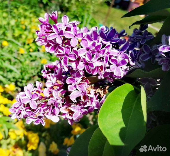 Сирень Сенсация