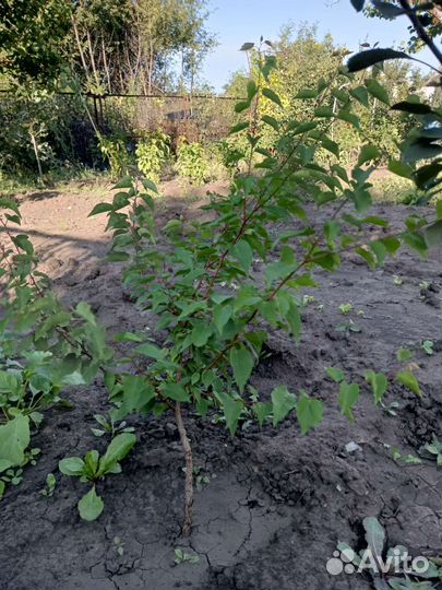 Саженцы абрикосов