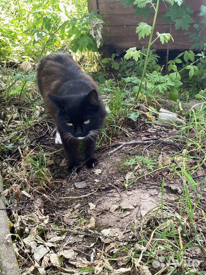 Кошки в добрые руки