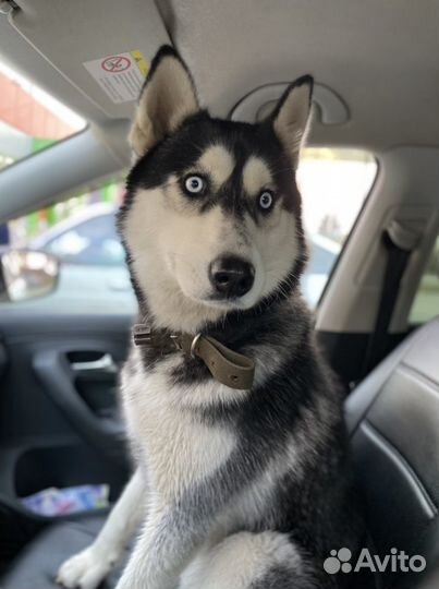 Сибирский хаски вязка