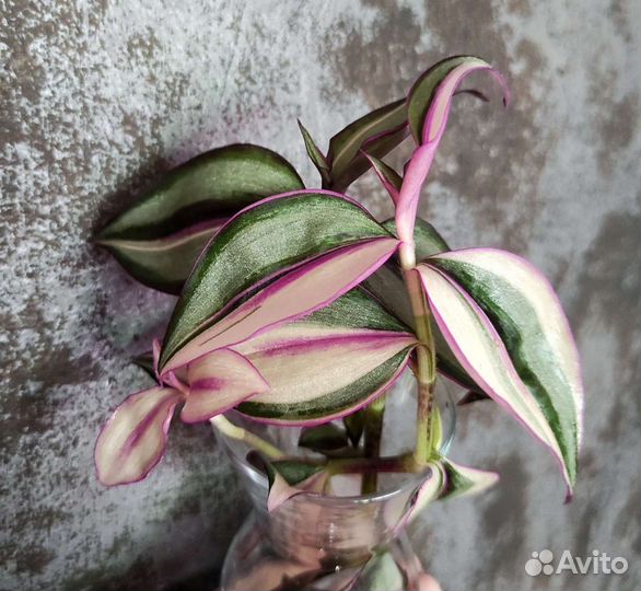 Традесканции сортовые 1