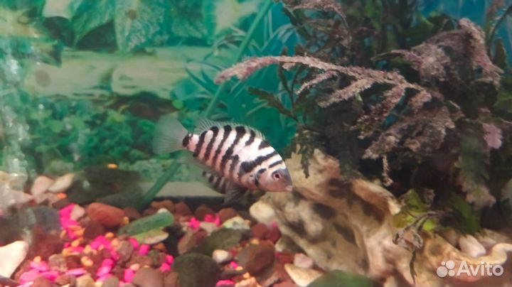 Цихлазома чернополосая