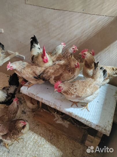 Инкубационное яйцо кур