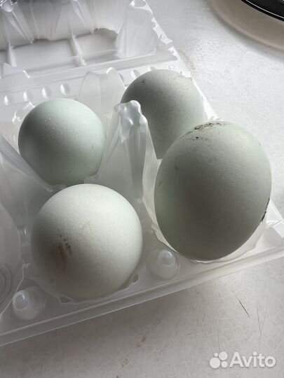 Инкубационное яйцо синь синь дянь