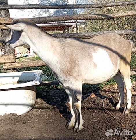 Коза нубийская