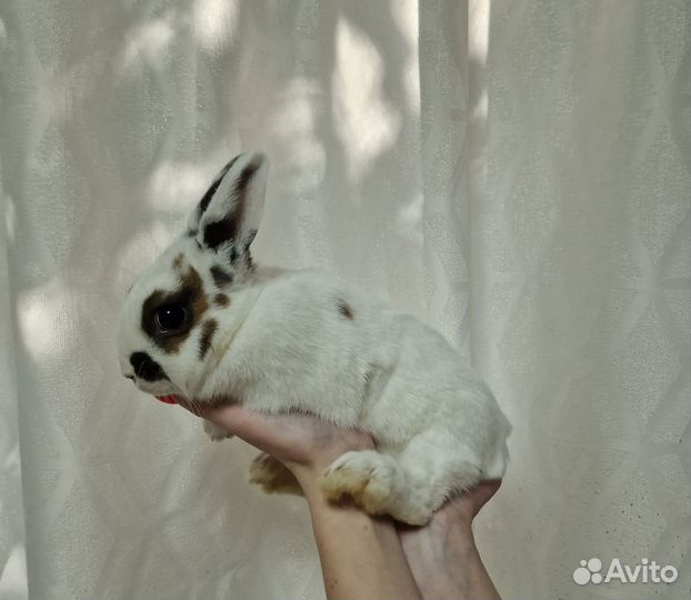 Декоративные карликовые кролики