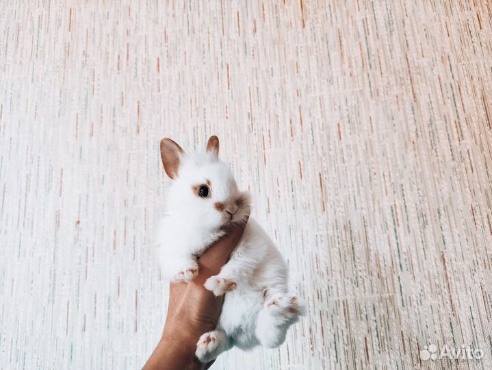 Карликовый кролик супер мега мини