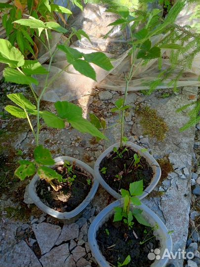 Саженцы ежевики