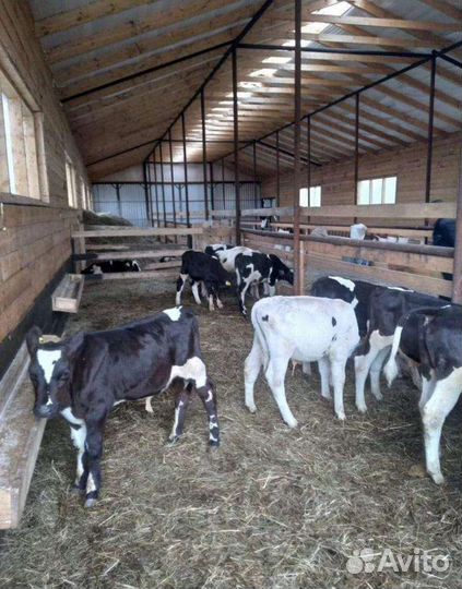 Бычки и телки