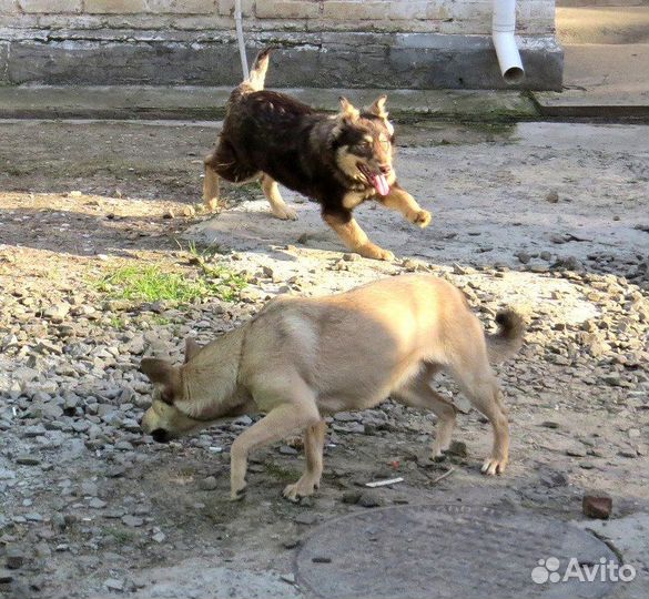 Отлов собак