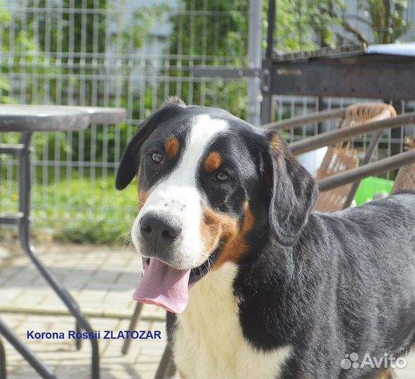 Большой швейцарский зенненхунд, щенки