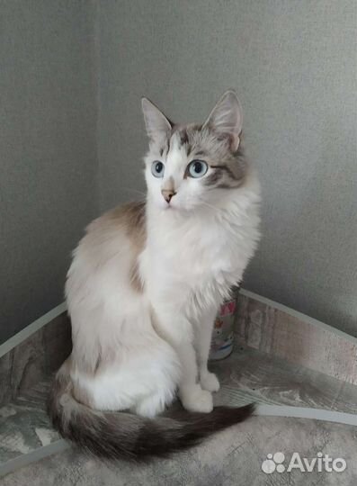 Кошечка и котик