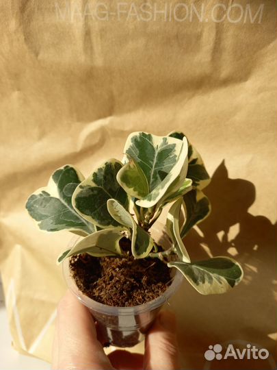 Фикус вианди вариегатный и другие