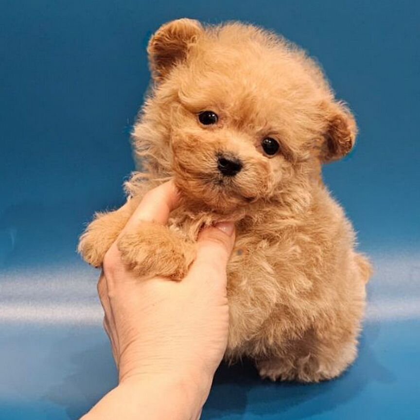 Maltipoo в типе тедди,мини мальчик