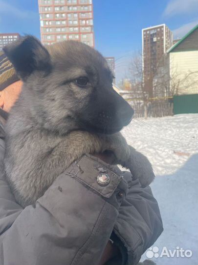 Щенки бесплатно