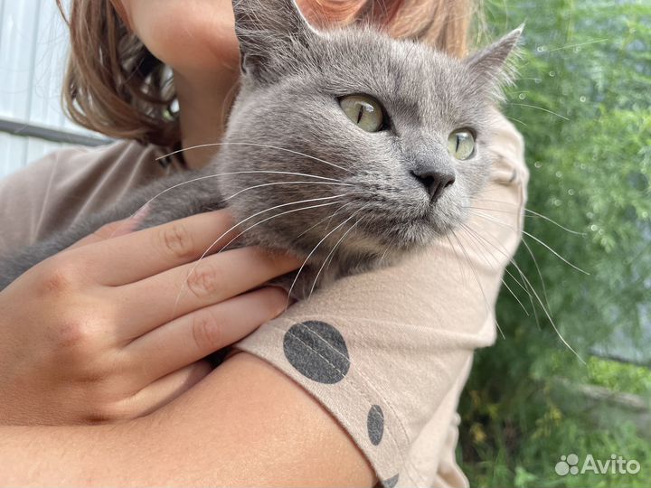 Кошка британская короткошерстная отдам