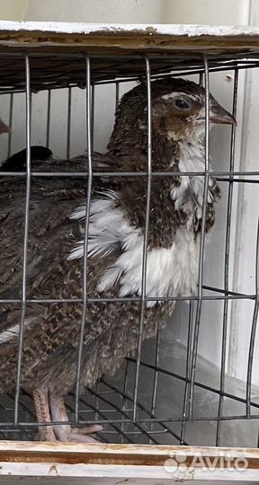 Клетки для перепелов, Перепела, ия, все в наличии