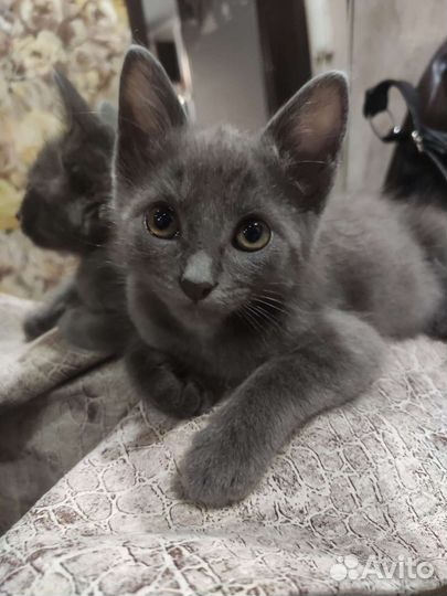 Дымчатый красавец