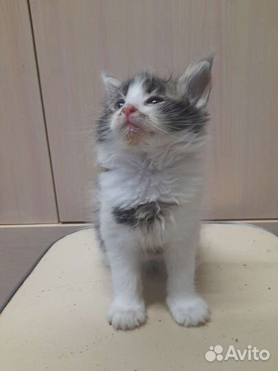 Котята мейн-кун