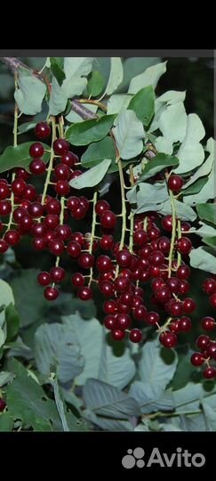 Черемуха красная Вергинская