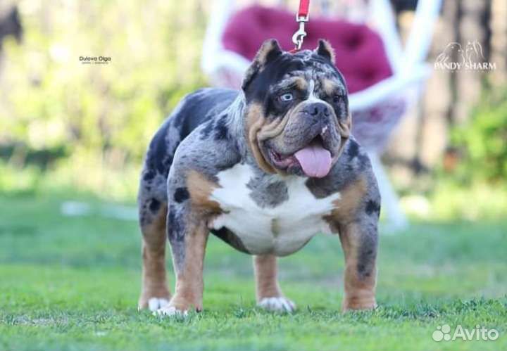 Bully экзот