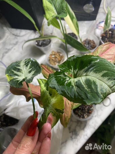 Сингониум scrambled eggs (яичница)