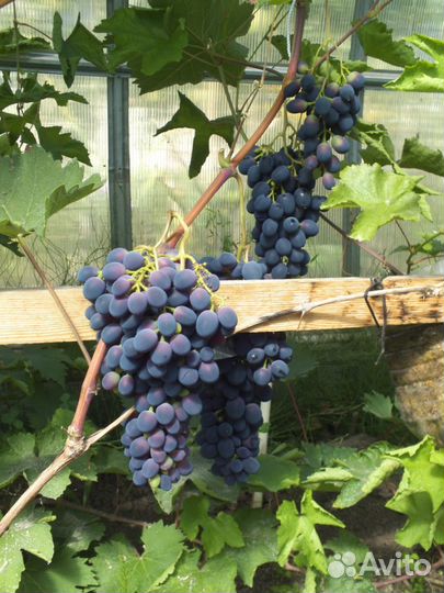 Псковский виноград. Саженцы