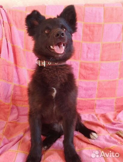 Собака шпиц помесь