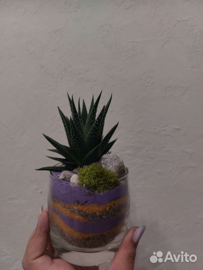 Кружечки с хавортией, с другими суккулентами