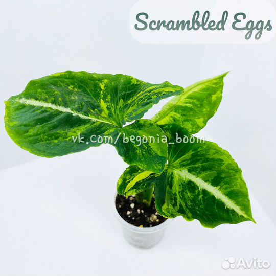 Сингониум Grey Ghost, Scrambled Eggs, Pink Mosaic