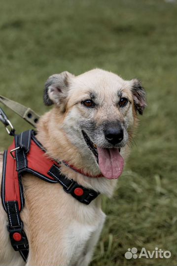 Возьми собаку из приюта