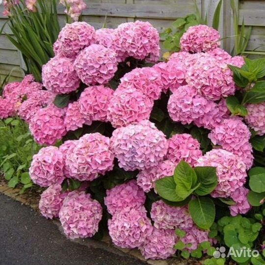 Гортензия крупнолистная саженцы