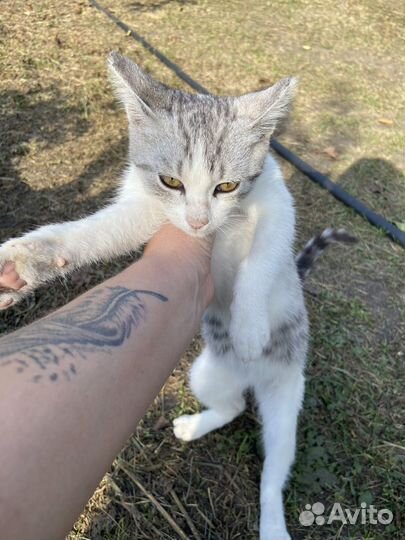 Котик