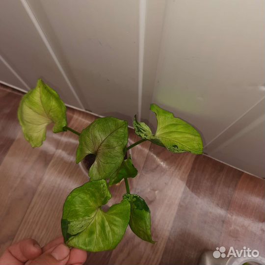 Сингониум клубничный лед,серый призрак