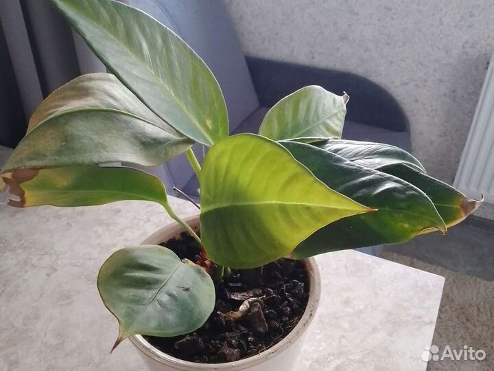 Комнатные цветы