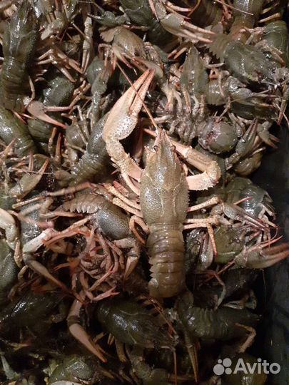 Живые раки розница
