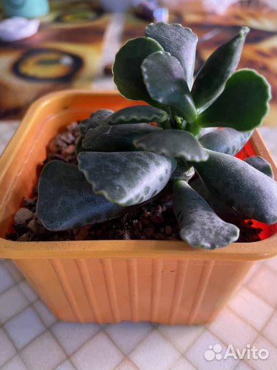 Адромискус